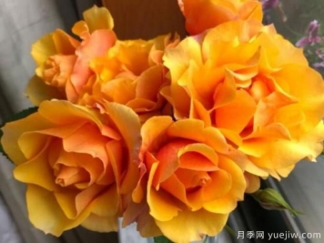 推薦8款冷門月季品種，養(yǎng)的是，但是表現(xiàn)真好