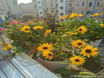 花卉屆的開(kāi)花機(jī)器，容易養(yǎng)護(hù)易打理，月季簡(jiǎn)簡(jiǎn)單單開(kāi)爆盆