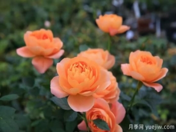 強(qiáng)烈推薦的11種月季花，陽臺(tái)變花園不是夢
