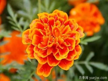 萬壽菊及常見品種介紹