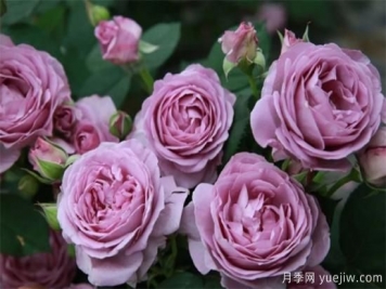 推薦6個(gè)勤花且抗病性強(qiáng)的經(jīng)典品種月季