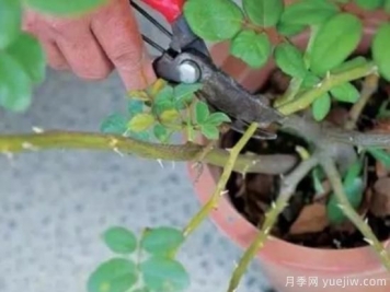 天冷了就給月季修剪？月季具體修剪的時(shí)間和方法