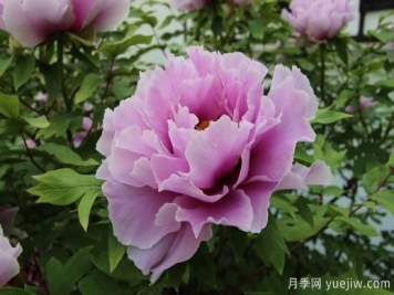 中國(guó)本土40個(gè)花卉品種介紹，我國(guó)是世界花園之母