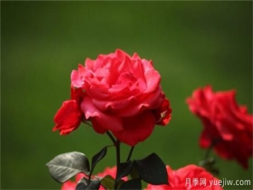 熱門10種月季，開(kāi)成花海開(kāi)成瀑布開(kāi)花不斷