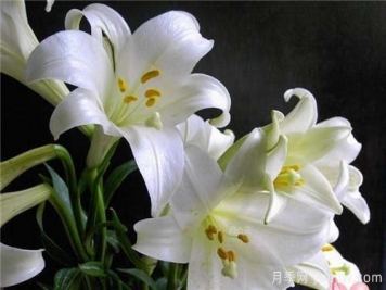 送花得送的“恰到好處”各種花的寓意和象征意義