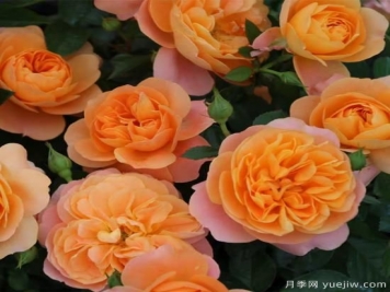 精挑推薦十個(gè)月季花品種，爭(zhēng)奇斗艷形態(tài)顏色各異