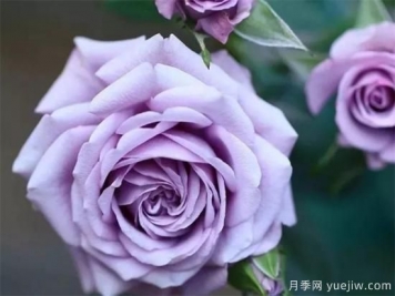 紫色月季花有哪些品種？分享30款紫色月季