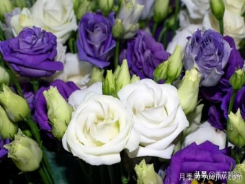 適合秋播花卉的10大品種，明年花開滿陽臺(tái)