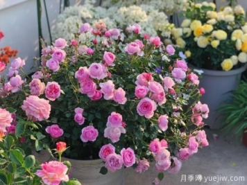 入秋養(yǎng)月季推薦5個(gè)品種，耐熱耐寒抗性強(qiáng)開(kāi)花美
