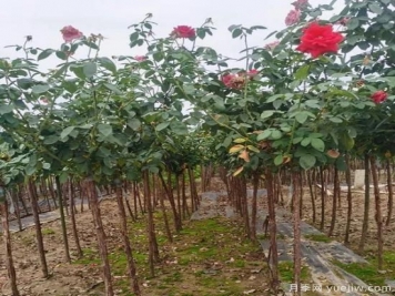 月季花冬剪很有必要，這樣做來(lái)年開花量翻倍！