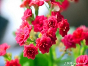 你的長壽花不開花養(yǎng)不好？這里有長壽花養(yǎng)護(hù)秘訣！