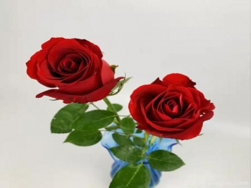 紅色切花月季經(jīng)典主流，推薦十種經(jīng)典常見的紅玫瑰