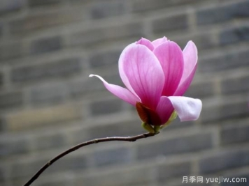 玉蘭花很常見，卻沒想到還有白色紫色和紅色