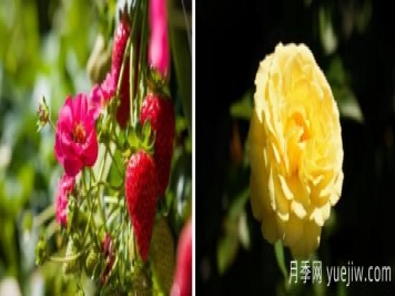 新園藝觀賞指南：2022年值得種植的花卉作物