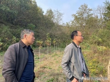 南陽南召：“娘娘玉蘭”苗木開出致富花