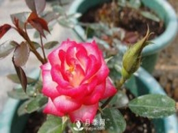 你的盆栽月季是不是又焉了。來看盆栽月季養(yǎng)殖的注意事項