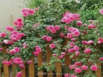 推薦花友必養(yǎng)的5大藤本月季和5大灌木月季品種，花美好養(yǎng)