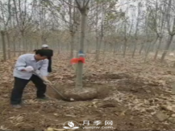 高桿10公分辛夷售出，工人現(xiàn)場挖