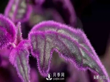 紫鵝絨栽培養(yǎng)護(hù)，出絨葉紫七招
