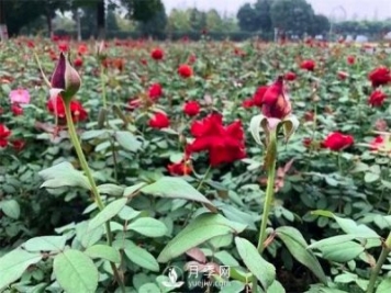 月季花可以扦插么？月季花的扦插步驟和養(yǎng)護(hù)！