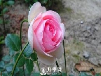 扦插月季的最佳時間