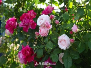 園林綠化月季設(shè)計小課堂
