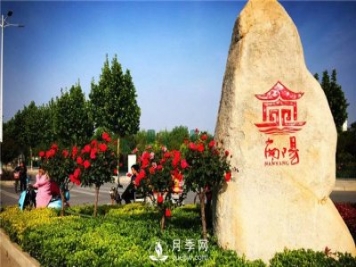 園林綠化中常用的南陽月季規(guī)格大概有哪些？