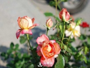 紅土是否可以拿來(lái)栽種月季？