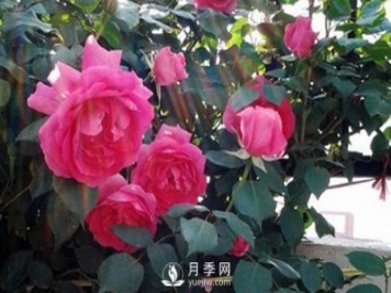 月季花幾月份栽培適宜？
