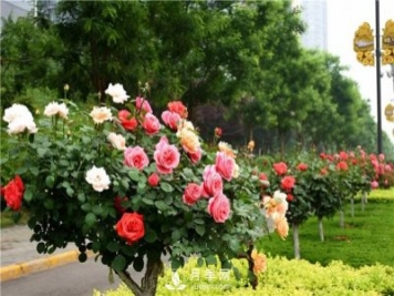 從三個(gè)方面來(lái)對(duì)樹狀月季進(jìn)行修剪，坐等月季花開香滿園！