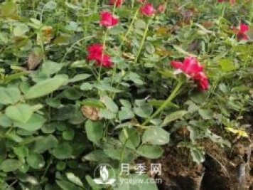 月季苗栽培、養(yǎng)護(hù)、銷售日歷