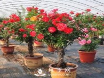 盆栽樹(shù)狀月季花養(yǎng)殖方法如下