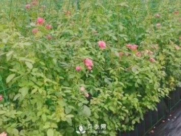 什么時候適合種月季，這樣做提高月季成活率