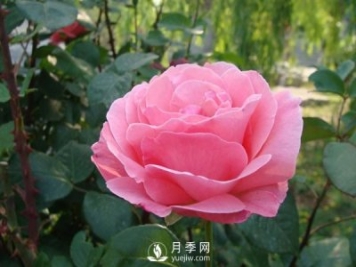 月季人稱花中皇后，盆栽月季開(kāi)花的關(guān)鍵是什么？
