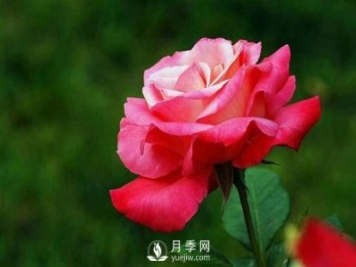 在栽培大花月季苗中，都要準(zhǔn)備些什么事情