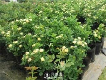哪種土壤適合種植月季？