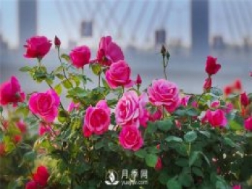 月季什么時(shí)候扦插比較好？
