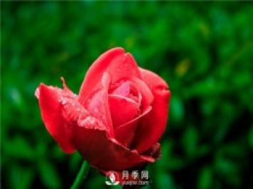 家庭盆栽月季該怎么養(yǎng)