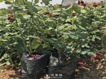 山東盆栽月季冬季巧管理