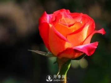 月季常見(jiàn)的病蟲(chóng)害的發(fā)生及防治方法