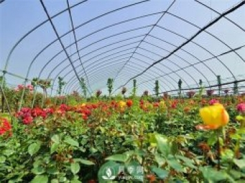 南陽盆栽月季花栽培需要什么樣的精心維護