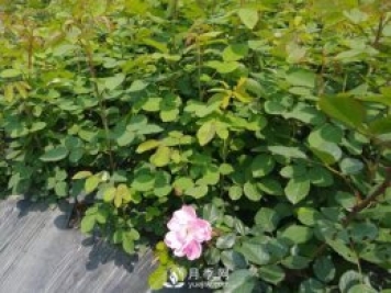 盆栽月季入春后需要注意哪些？