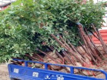 樹狀月季價格常用的月季扦插方法 冬季怎么管理月季