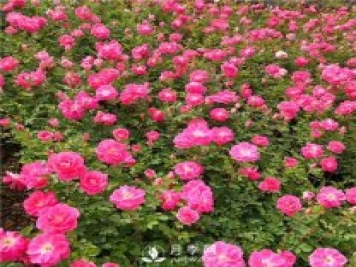 6月南陽一年盆栽月季成焦點