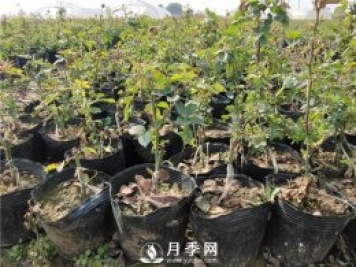 盆栽月季想要養(yǎng)的好！配土很重要