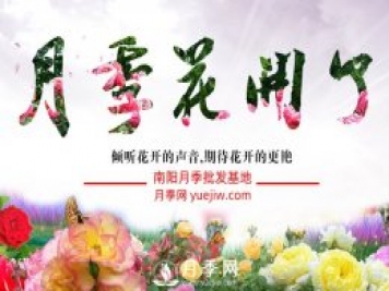 南陽月季產(chǎn)業(yè)進入快速發(fā)展階段