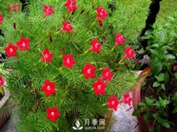 除了爬藤月季，還有適合新手栽種的三種爬藤花卉