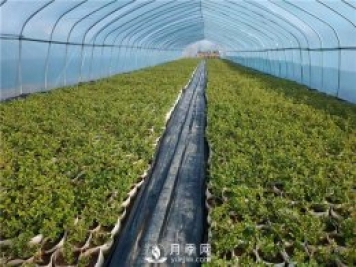 盆栽月季該怎么翻盆換土？病蟲害該怎么防治？