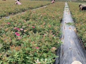 盆栽月季該怎么整形修剪？