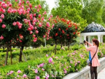 月季苗木的配置可以降低園林養(yǎng)護成本